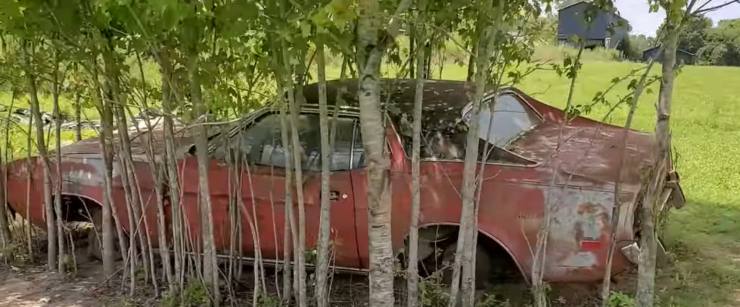 Ford Mustang in mezzo agli alberi ritrovata dopo 30 anni