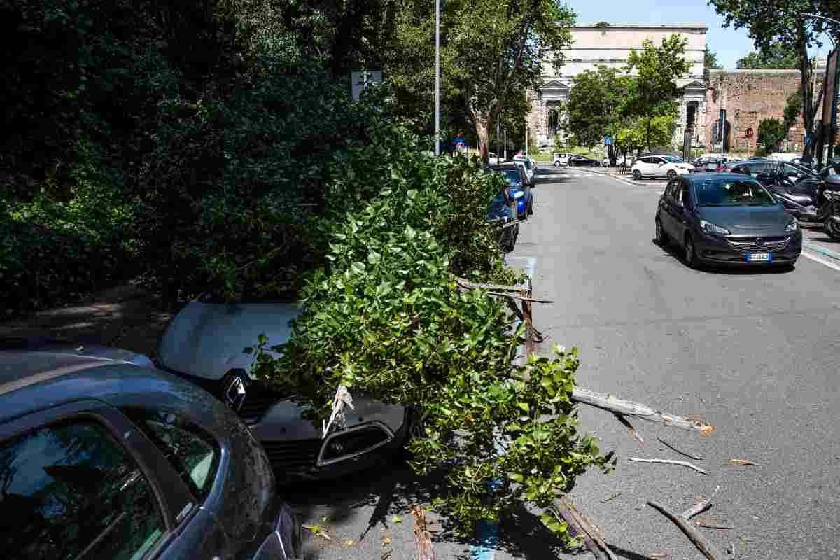 albero caduto su auto